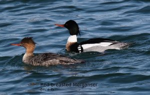 Red-breasted Merganser