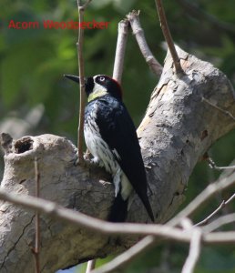 Acorn Woodpecker