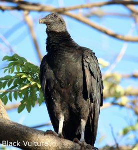 Black Vulture