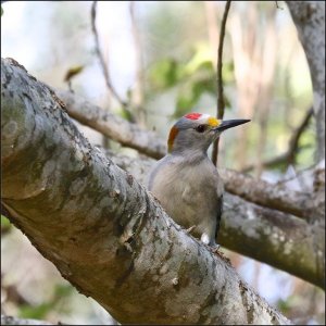 Golden-fronted Woodpecker (male)