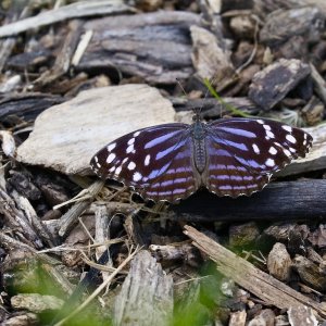 Mexican Bluewing (open wing)