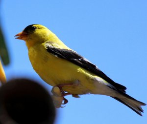 American Goldfinch