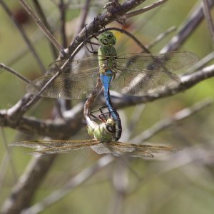 Common Green Darner Pair