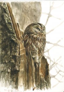 New Tawny owl study