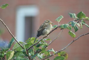 Sparrow with beak deformed