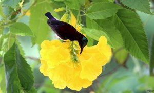 Purple-rumped Sunbird - Feeding nectar
