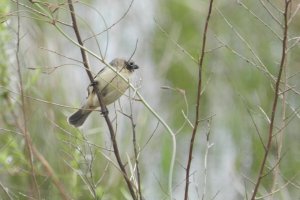 Ibera Seedeater