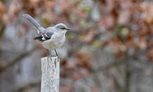 Northern Mockingbird