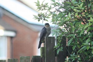 Sparrowhawk