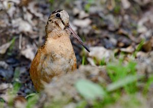 American Woodcock