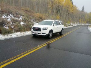 Sooty Grouse SW of mono lake