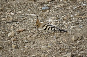 Hoopoe