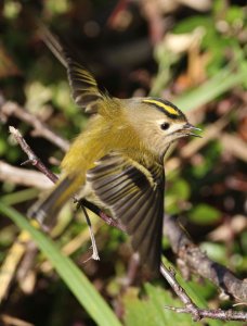 Goldcrest