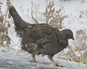 Sooty Grouse SW of mono lake (close up)