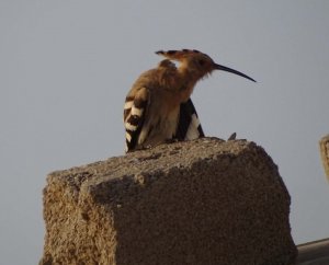 common Hoopoe