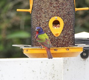 Look what shows up at the backyard birdfeeder!