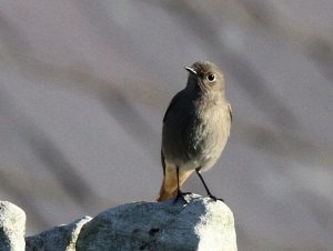 Black Redstart