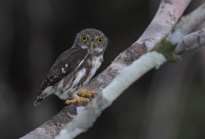 Amazonian Pygmy-Owl,