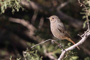 Another Black Redstart!