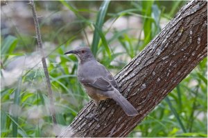 Curve-billed Thrasher