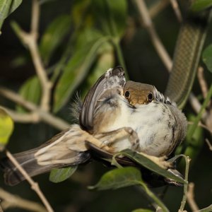 Schott's Whipsnake