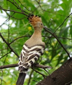 common Hoopoe