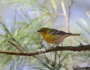 Pine Warbler