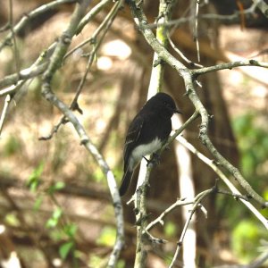 Black Phoebe