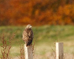 Common buzzard, good light bad pose.