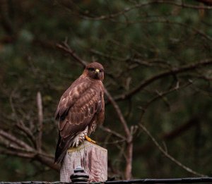 Common buzzard, bad lite good pose