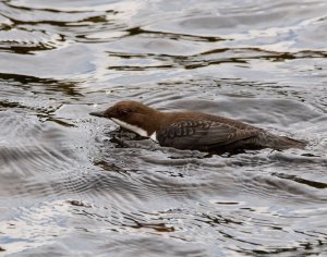 Dipper swimming