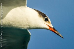 Close up Roseate Tern