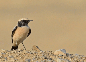 Desert wheatear