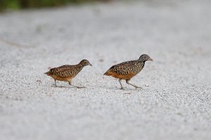 Button Quail