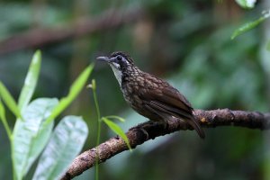 Large Wren Babbler