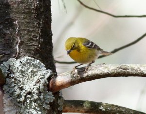Another Pine Warbler