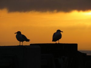 herring gulls