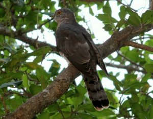 Common Hawk-cuckoo (or) Brainfever Bird