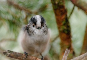 Longtailed tit @6400 ISO