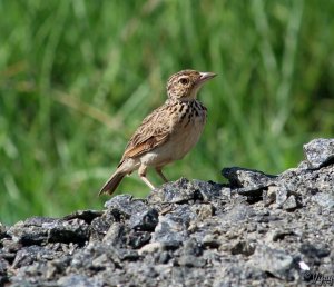 Indian Bush Lark