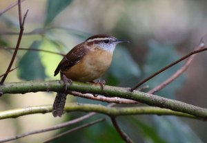 Carolina Wren