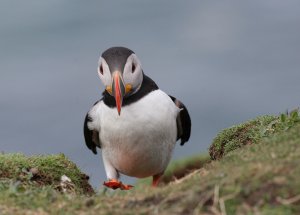 Puffin