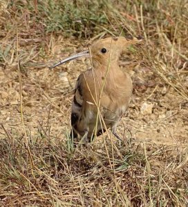 common Hoopoe