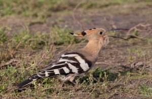 Hoopoe