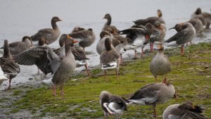 Greylag Geese - Orgreave, South Yorkshire.