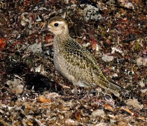 American Golden Plover