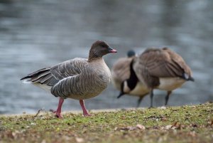 Pink footed goose