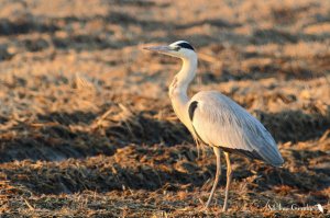 Grey Heron at sunset