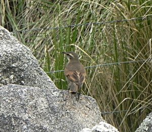 Sierran cinclodes - Cinclodes comechingonus