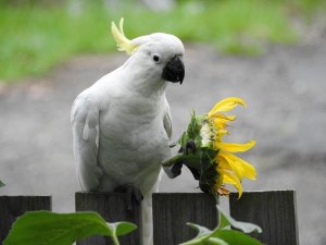 Cockatoo and her Wedding Bouquet Merry Christmas all my friends